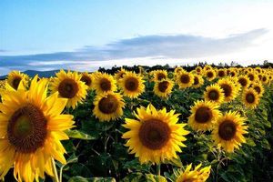 Урожайність соняшнику в Україні та світі