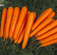 Семена Морковь Лагуна, 400шт - Агроленд