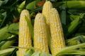 Кукуруза: вредители и болезни