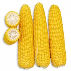 Семена Кукуруза Добрыня, 25 000шт - Агроленд
