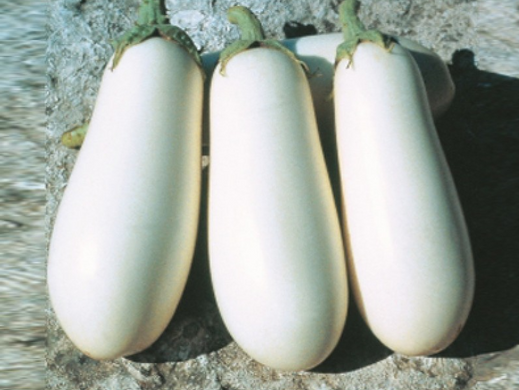 Семена Баклажан Бибо, 1000 шт - Агроленд