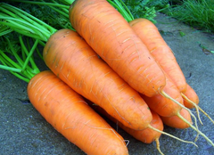Семена Морковь Шантане, 500 г - Агроленд