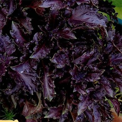 Семена Базилик Гранат фиолетовый 100 г - Агроленд
