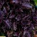 Семена Базилик Гранат фиолетовый 100 г