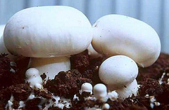 Семена Мицелий зерновой Шампиньон Королевский Белый, 10г - Агроленд