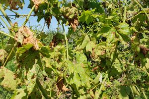 Профілактика і лікування мілдью на винограді