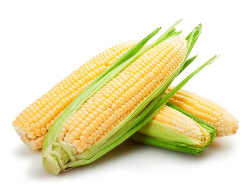 Семена Кукуруза сахарная SX-657 1 кг - Агроленд