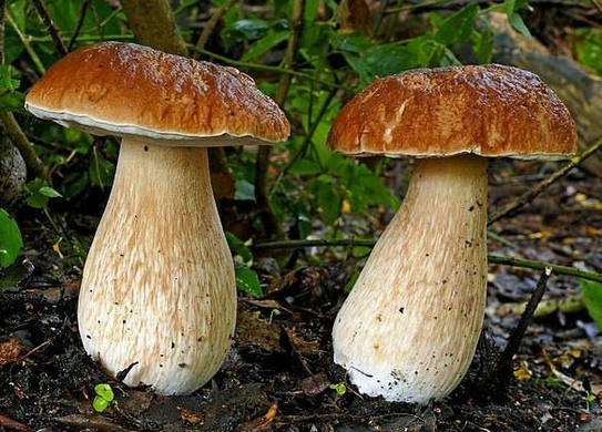 Насіння Міцелій зерновий "Білий гриб Боровик", 10г - Агроленд