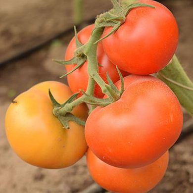 Семена томат Абелюс F1 100 шт - Агроленд