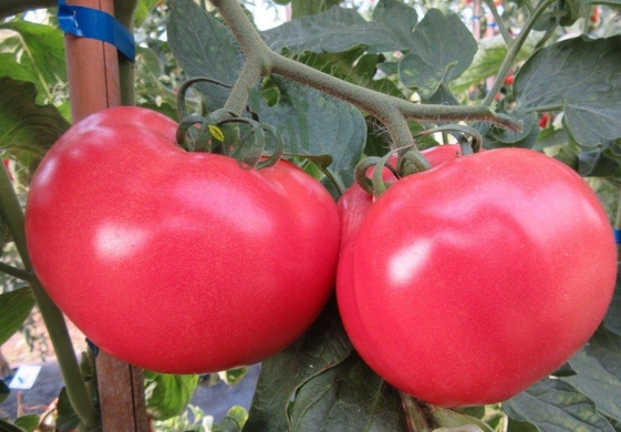 Семена томат Малинка Стар F1 500 шт - Агроленд