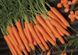 Семена Морковь Мирафлорес, 100 000шт