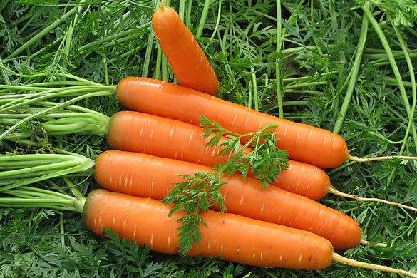 Семена Морковь Сатурно, 25 000шт - Агроленд