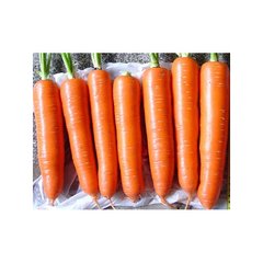 Семена Морковь Натива, 100 000 шт - Агроленд