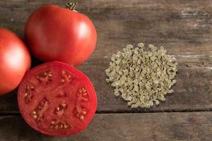 Как сажать семена томатов (помидор) ?