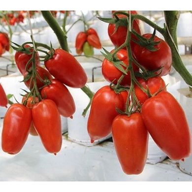 Семена томат Айдар F1 250 шт - Агроленд