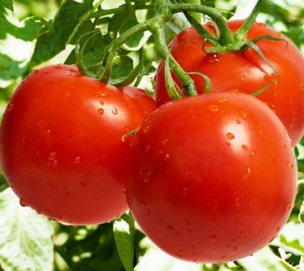 Насіння томат Баста F1 1000 шт - Агроленд