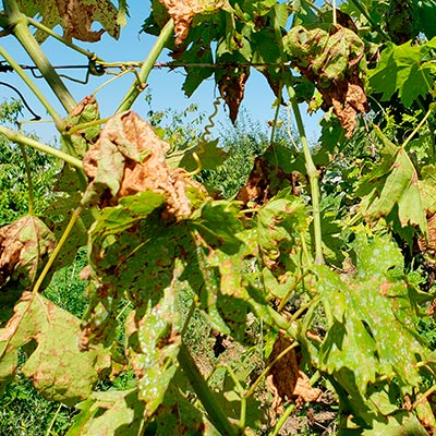 Профилактика и лечение милдью на винограде